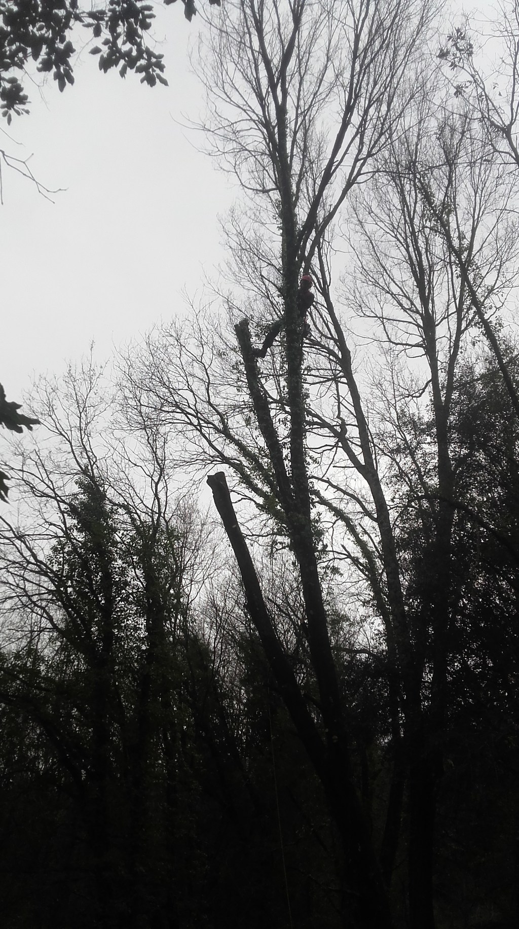 Tala per seguretat&nbsp;viària