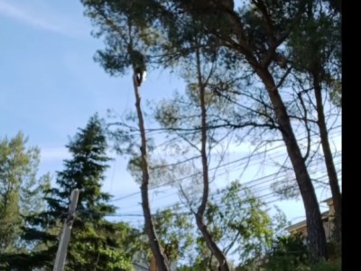 Tala controlada a Castellar del&nbsp;Vallès