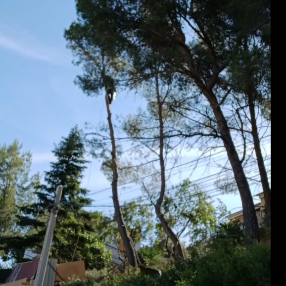 Tala controlada a Castellar del&nbsp;Vallès