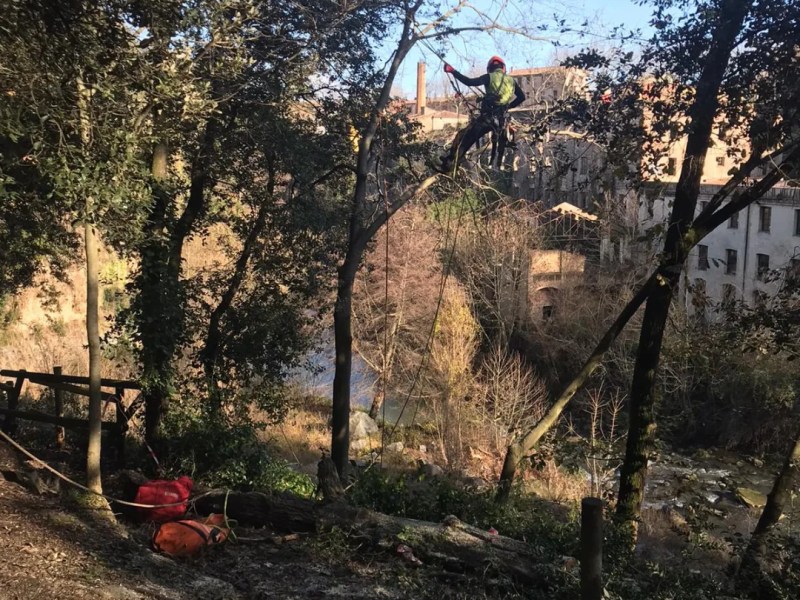 Poda per seguretat al Parc Natural de la&nbsp;Garrotxa