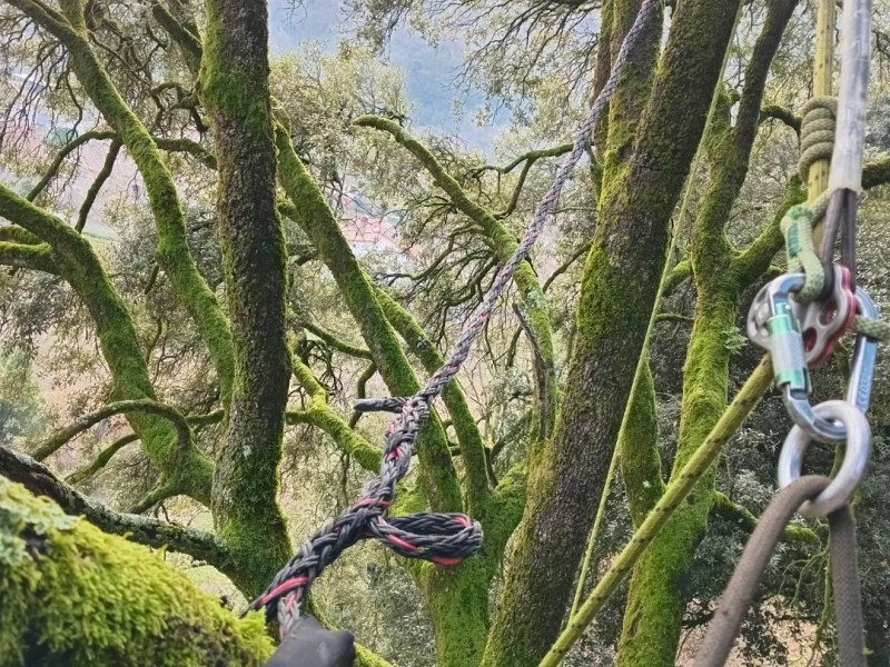 Sustentació artificial alzina monumental a la&nbsp;Garrotxa