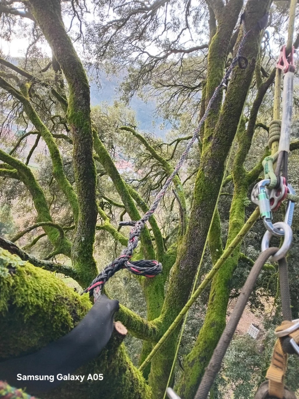 Sustentació artificial alzina monumental a la&nbsp;Garrotxa