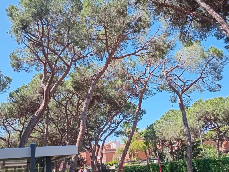 Poda d’aclarida a&nbsp;Gavà