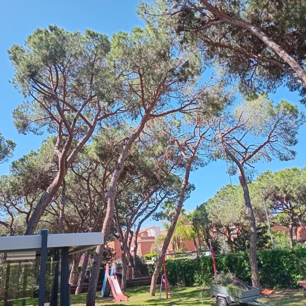 Poda d’aclarida a&nbsp;Gavà