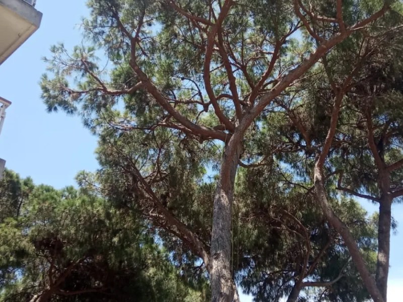 Poda de servitud al&nbsp;Maresme