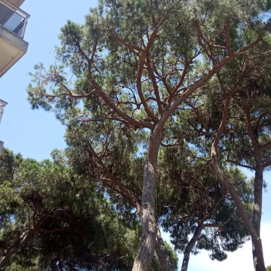 Poda de servitud al&nbsp;Maresme