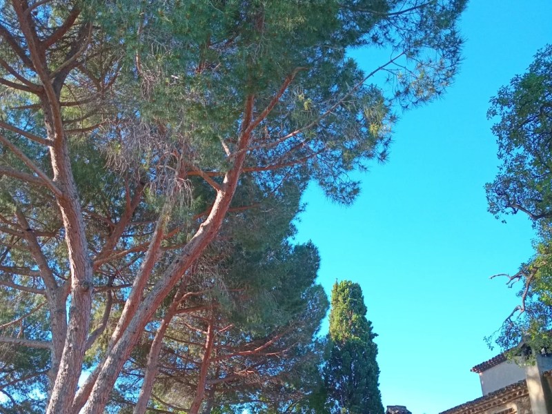 Poda de Seguretat a&nbsp;Sabadell