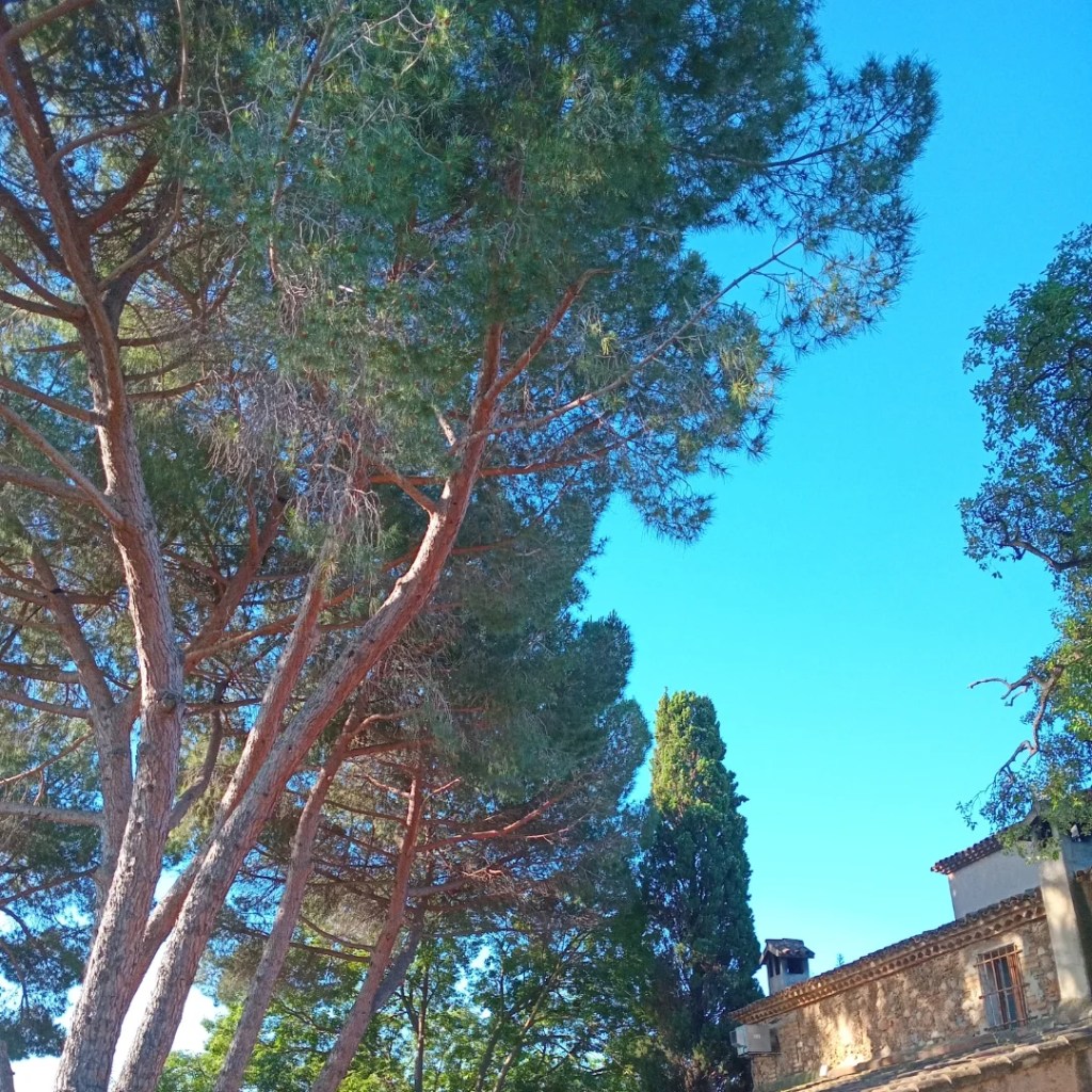 Poda de Seguretat a&nbsp;Sabadell